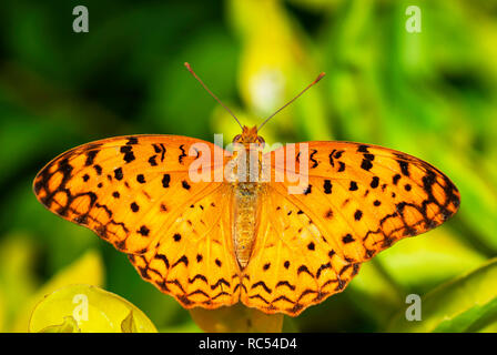 Gemeinsame leopard Butterfly, Phalanta phalantha, Mumbai, Maharashtra, Indien Stockfoto