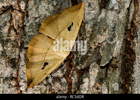 Hooktip motte Drepanidae, Yeoor, Thane, Maharashtra, Indien Stockfoto
