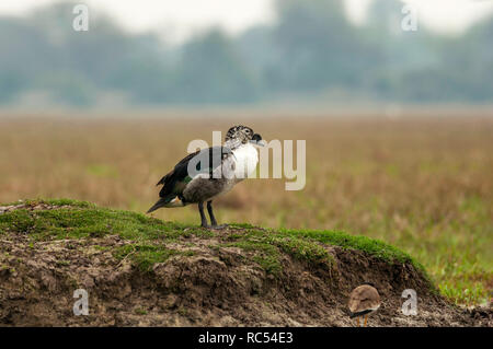 Knopf-billed Duck, Sarkidiornis melanotos, Bharatpur, Rajasthan, Indien Stockfoto