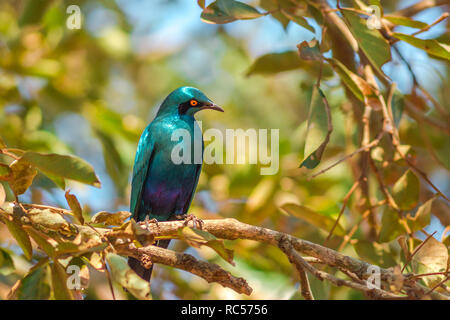 Kap starling auf einen Baum im Krüger Nationalpark, Südafrika. Rot - geschulterten Glänzend - starling oder Cape glossy Starling. Lamprotornis nitens Arten. Stockfoto