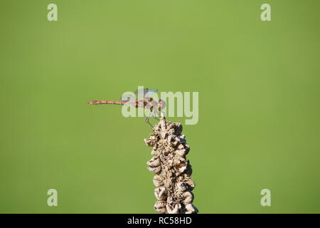 Nach Dragonfly großen facettenreichen Augen, zwei Paare von starken transparente Flügel in einem grünen Hintergrund an einem sonnigen Tag Stockfoto