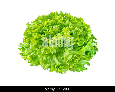 Batavia Salat Salat Rosette auf Weiß isoliert. Grüne grüne Veggie. Stockfoto