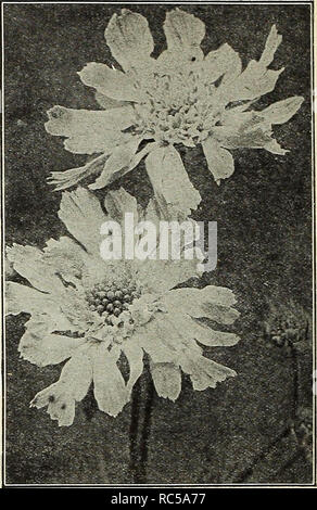 . Dreer's Mitte Sommer Katalog 1916. Blumen Samen Kataloge ; Obst ; Gemüse Samen Samen Kataloge Kataloge; Baumschulen (Gartenbau) Kataloge; Gartengeräte und Zubehör Kataloge. . Bitte beachten Sie, dass diese Bilder sind von der gescannten Seite Bilder, die digital für die Lesbarkeit verbessert haben mögen - Färbung und Aussehen dieser Abbildungen können nicht perfekt dem Original ähneln. extrahiert. Henry A. Dreer (Hart); Henry G. Gilbert Baumschule und Saatgut Handel Katalog Kollektion. Philadelphia, Pa: Henry A. Dreer Stockfoto