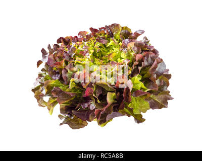 Purple eiche Blatt Salat Salat Rosette auf Weiß isoliert. Rot grünen Veggie. Anthocyane Nahrungsquelle. Stockfoto