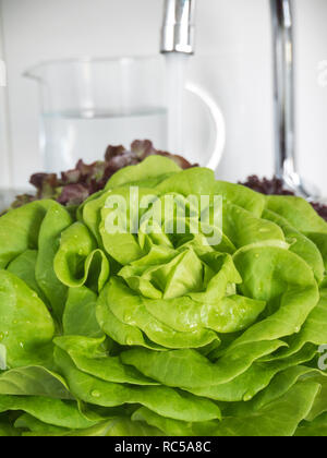 Grüner Salat Salat rosette Waschen in der Spüle. Grüne grüne Veggie. Stockfoto