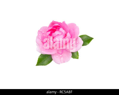 Leuchtend rosa Rose Blume mit Wassertropfen isoliert auf Weiss. Stockfoto