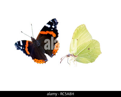 Gemeinsame Schwefel und rote Admiral Schmetterlinge isoliert auf Weiss. Gonepteryx rhamni und Vanessa atalanta. Stockfoto