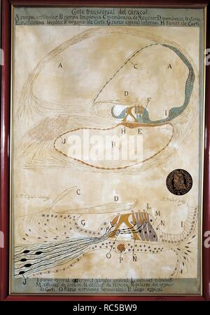 RAMON Y CAJAL, SANTIAGO. Spanische Arzt (1852-1934). "Histologische, ZEIGT UNS EIN QUER SCHNITT DER SCHNECKE (AUDITIVE ORGAN)". Zeichnung von R. PADRO NACH EINEM ORIGINAL VON RAMON Y CAJAL. Medizin. Stockfoto