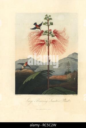 Große Blüte empfindliche Pflanze, Mimosa pudica, und Kolibris. Von Philip Reinagle, graviert von R. Roffe gemalt. Papierkörbe Walze Kupferstich von Dr. Robert Thornton's 'Tempel der Flora, 'Lotterie edition, London, 1812. Die Illustrationen waren ein Mix aus der Aquatinta, schabkunst und Walze auf Stiche von Hand beendet. Stockfoto