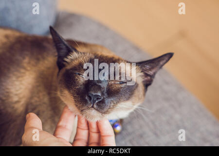 Frau Kratzer Hals seines Siamesische Katze. Hand Anschläge das Kinn eines thailändischen cat Stockfoto
