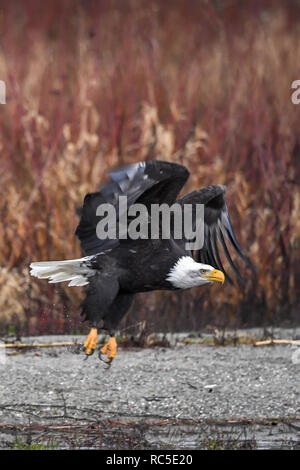 Der Weißkopfseeadler (Haliaeetus leucocephalus) Inflight im pazifischen Nordwesten Stockfoto