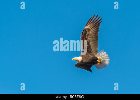Fliegende Adler mit blauem Himmel Hintergrund Stockfoto