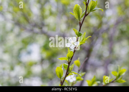 Eine Kirschblüte auf Zweig Stockfoto