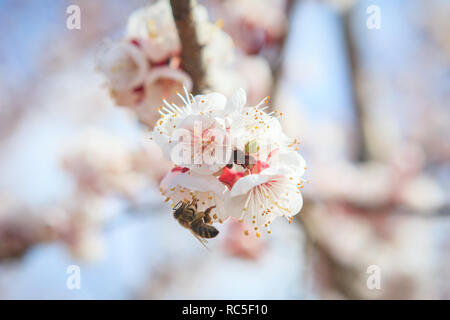 Die Biene sitzt auf der Blume der Aprikose am Frühling Stockfoto