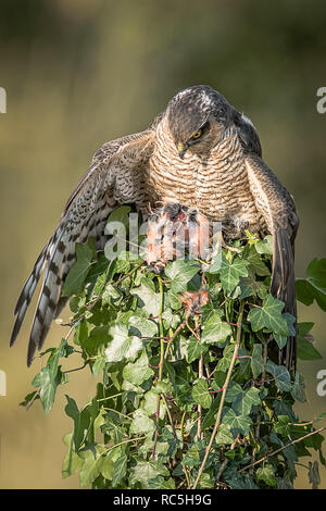 Einen weiblichen Sperber auf einem Efeu thront Post mit seiner Beute abgedeckt. Es ist unten und schauen ein Flügel ausbreiten, die Beute zu decken und in einem aufgenommen Stockfoto