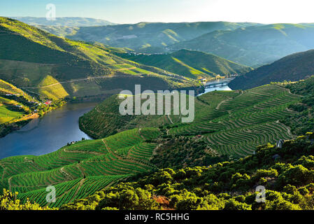 Malerischer Blick auf ein grünes Tal mit Wein Terrassen und Weinbergen Stockfoto