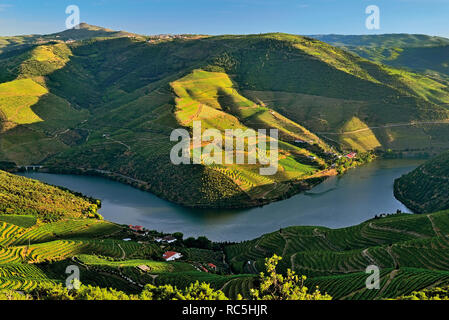 Malerischer Blick auf ein grünes Tal mit Wein Terrassen und Weinbergen Stockfoto