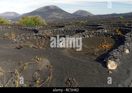 Zocos halbrunde Wände um Reben gebaut Morgentau, La Geria Tal die wichtigsten Weinanbaugebiet von Lanzarote, Kanarische Inseln, Spanien zu erfassen. Stockfoto