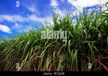 Zuckerrohr auf dem Feld mit der schönen am blauen Himmel. Stockfoto