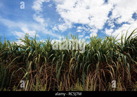 Zuckerrohr auf dem Feld mit den blauen Himmel. Stockfoto