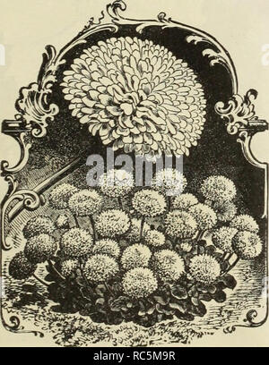 . Dreer's Mitte Sommer Katalog 1912. Blumen Samen Kataloge ; Obst ; Gemüse Samen Samen Kataloge Kataloge; Baumschulen (Gartenbau) Kataloge; Gartengeräte und Zubehör Kataloge. AQUILEGIA ODER COLUMBINE. Aster. l/Staude Gemischt (Starworts. oder Astern). Single - Blühende, Hardy krautigen Pflanzen gedeihen, in jedem guten Gartenboden. Pro" 4 oz., 50 cts pro Pkt 10 Bellis perennis - DOPPEL DAISY Beilis Perennis (Englisch Gänseblümchen). Ein Favorit fast winterharte, mehrjährige Pflanze blüht vom zeitigen Frühjahr bis weit in den Sommer. Pro Pck. Giant Rose. Die größte Blüte aller, Farbe b Stockfoto