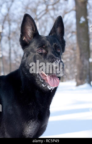 Portrait Hund, schwarzer Schäferhund Spaß im Winter verschneite Wald Stockfoto