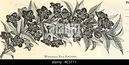 . Dreer's Garten Kalender: 1903. Samen Kataloge; Baumschulen Kataloge; Gartengeräte und Zubehör Kataloge; Blumen Samen Samen Kataloge Kataloge; Gemüse; Früchte Samen Kataloge. lUTHWADRaR - PHlLADiLPHIA-PA^f WAHL HARDY STRÄUCHER Qffl 191. Weigelia Amabilis. Eine schöne und ausgeprägte Rosa. 25 cts. Jedes. Coccinea. Rosy crimson; sehr frei. 25 cts. Jedes. - Candida. Feine rein weißen Blüten groß. 25 cts. Jedes. Hortensis rosea. Rosigen Carmine. 25 cts. Jedes. Rosea Nana Variegata. Eine ordentliche Zwerg Strauch, wertvoll für die klar definierten varie- tung, wie Grün, Gelb und Rosa in seiner Stockfoto