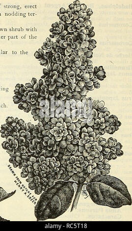 . Dreer's Garten Kalender: 1903. Samen Kataloge; Baumschulen Kataloge; Gartengeräte und Zubehör Kataloge; Blumen Samen Kataloge; Gemüse; Früchte Samen Samen Kataloge Kataloge. . Bitte beachten Sie, dass diese Bilder sind von der gescannten Seite Bilder, die digital für die Lesbarkeit verbessert haben mögen - Färbung und Aussehen dieser Abbildungen können nicht perfekt dem Original ähneln. extrahiert. Henry A. Dreer (Hart); Henry G. Gilbert Baumschule und Saatgut Handel Katalog Kollektion. Philadelphia, Pa: Henry A. Dreer Stockfoto