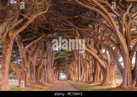 Cypress Tree Tunnel in goldenem Licht bei Sonnenaufgang gemalt. Stockfoto