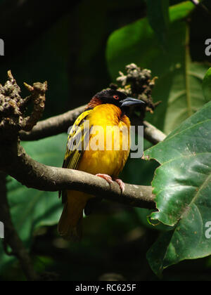 Ein ploceus Vogel auf einem Zweig der Baumstruktur in Afrika. Stockfoto