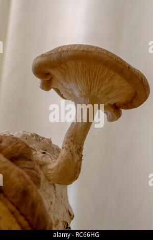 Shiitake Pilze sprießen aus einem Block von wachsenden Medien. Stockfoto