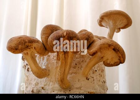 Ein Cluster von Shiitake Pilze sprießen aus einem Block von wachsenden Medien. Stockfoto