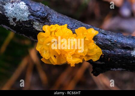 Hexen "Butter, auch als gelbe Gehirn bekannt, golden jelly Fungus, gelb Trembler, wächst an einem Laub- Stick im Wald an Crowder County Park Stockfoto