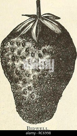 . Dreer's Garten Kalender. Samen Kataloge; Baumschulen Kataloge; Gartengeräte und Zubehör Kataloge; Blumen Samen Kataloge ; Obst ; Gemüse Samen Samen Kataloge Kataloge. . Bitte beachten Sie, dass diese Bilder sind von der gescannten Seite Bilder, die digital für die Lesbarkeit verbessert haben mögen - Färbung und Aussehen dieser Abbildungen können nicht perfekt dem Original ähneln. extrahiert. Henry A. Dreer (Hart); Henry G. Gilbert Baumschule und Saatgut Handel Katalog Kollektion. Philadelphia, Pa: Henry A. Dreer Stockfoto