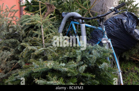 Kassel, Deutschland. 14 Jan, 2019. Die Hälfte unter alten Weihnachtsbäume begraben wird ein Fahrrad an den Straßenrand angebracht. Quelle: Uwe Zucchi/dpa/Alamy leben Nachrichten Stockfoto