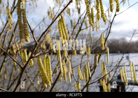 Kassel, Deutschland. 14 Jan, 2019. Haselnuss Kätzchen sind vom Januar Sonne am Ufer der Fulda beleuchtet. Quelle: Uwe Zucchi/dpa/Alamy leben Nachrichten Stockfoto