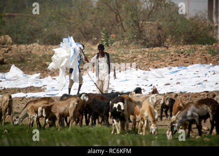 Khartum, Sudan. 14 Jan, 2019. Eine Sudanesische herder Hirten seine Ziegen, als sie auf der Bank des Weißen Nil in Khartum, Sudan, Januar 14, 2019 Weiden. Credit: Mohamed Khidir/Xinhua/Alamy leben Nachrichten Stockfoto