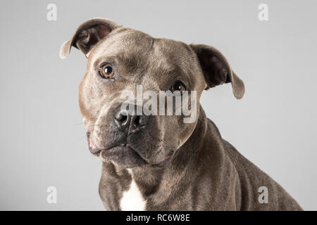 Porträt eines männlichen, blauen Staffordshire Bull Terrier Haustier Hund in Großbritannien. Stockfoto