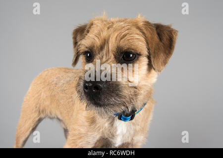 Porträt eines Border Terrier Haustierhundes in Großbritannien. Stockfoto