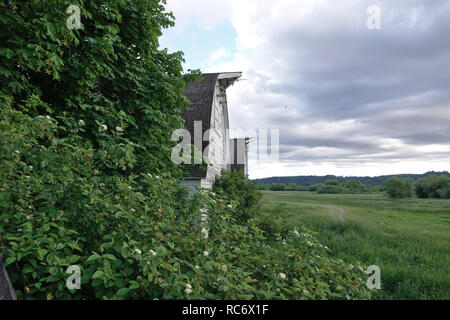 Seitenansicht von zwei alten Scheunen im Mai 2018 Nisqually National Wildlife Refuge, WA, USA Stockfoto