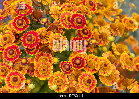 Closeup shot mit vielen bunten Blumen Aster Stockfoto
