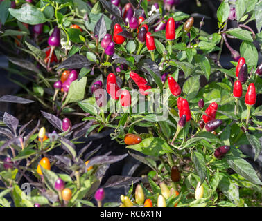 Chili Pflanzen mit bunten Früchten in sonnigem Ambiente Stockfoto