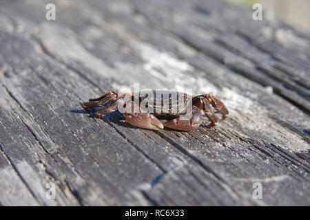 Die kleinen getrockneten Krabben auf einem Baumstamm in der Nähe von einem Strand Stockfoto