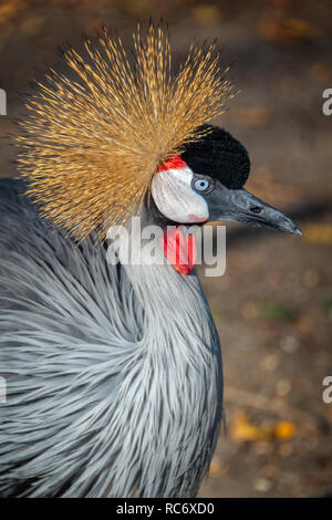 Grey gekrönt Kran (Balearica Regulorum) Stockfoto