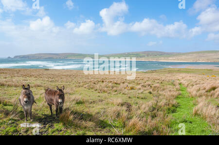 Küstenlandschaft, darunter zwei Esel auf einer Wiese in Irland Stockfoto