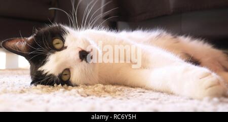 Schöne, weiße und schwarze Katze liegend und entspannend auf einem Teppich Stockfoto