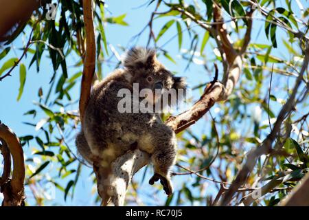 Koala Bären in einem Eukalyptusbaum, Australien sitzen Stockfoto