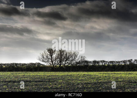 Einen verkümmerten Baum in einer Hecke in der Landschaft von Cornwall wachsen. Stockfoto