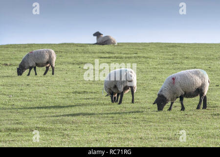 Schwarz konfrontiert Schaf Ovis aries Beweidung in einem Feld. Stockfoto