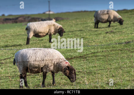 Schwarz konfrontiert Schaf Ovis aries Beweidung in einem Feld. Stockfoto